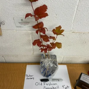 Old Fashion Snowball Viburnum Plant 4-inch Pot - Highbush Cranberry Flowering Shrub