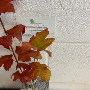 Old Fashion Snowball Viburnum Plant 4-inch Pot - Highbush Cranberry Flowering Shrub