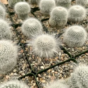 Old Lady Cactus Mammillaria Hahniana Hairy Cactus Live Plant 3.5