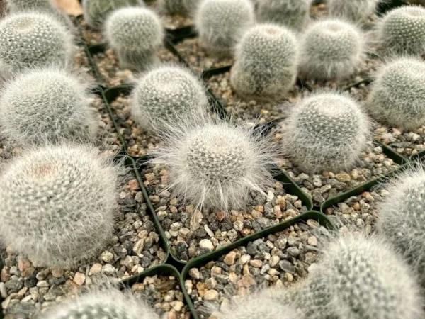 Old Lady Cactus Mammillaria Hahniana Hairy Cactus Live Plant 3.5" Pot