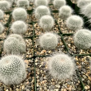 Old Lady Cactus Mammillaria Hahniana Hairy Cactus Live Plant 3.5" Pot