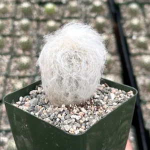 Old Man of the Andes Cactus - Oreocereus Trollii - Live Plant - 4 inch Pot