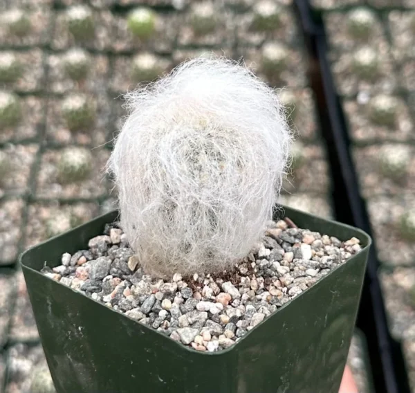 Old Man of the Andes Cactus - Oreocereus Trollii - Live Plant - 4 inch Pot