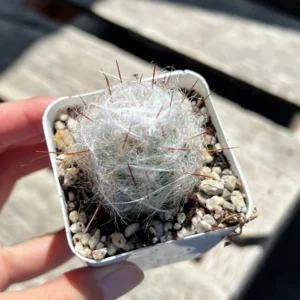 Old Man of the Andes Cactus - Oreocereus Trollii - Live Plant - 4 inch Pot