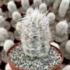 Old Man of the Andes Cactus - Oreocereus Trollii - Live Plant - 4 inch Pot