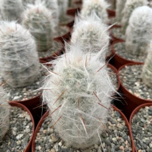 Old Man of the Andes Cactus - Oreocereus Trollii - Live Plant - 4 inch Pot
