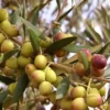 Olive Arbequina Tree Plant - 2 Feet Tall - Easy to Grow