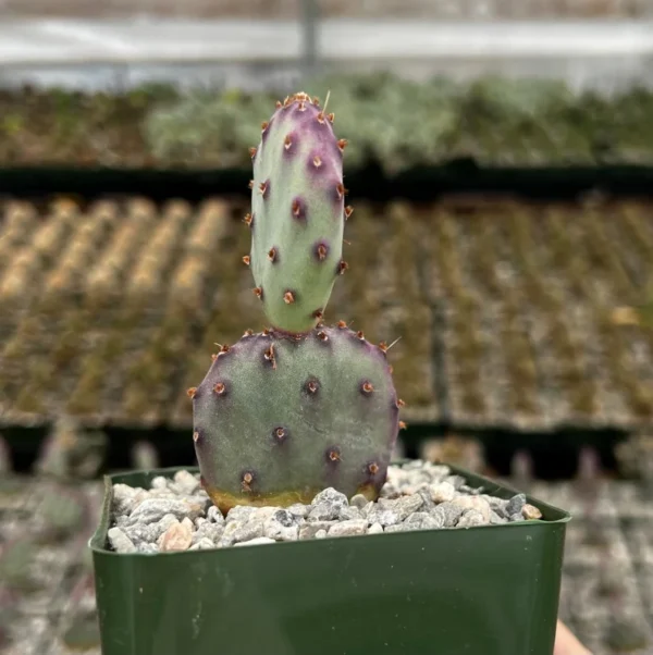 Opuntia Santa Rita Prickly Pear Cactus Live Plant 3" Pot Purple