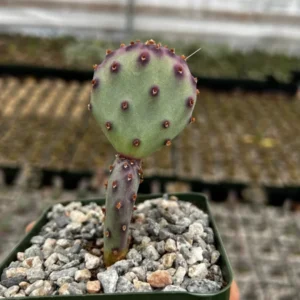 Opuntia Santa Rita Prickly Pear Cactus Live Plant 3