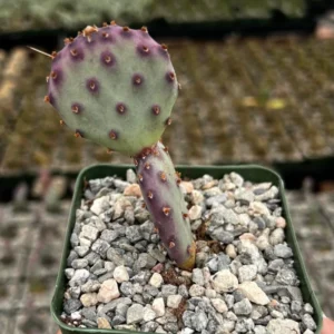 Opuntia Santa Rita Prickly Pear Cactus Live Plant 3