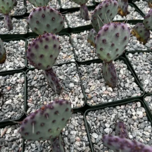 Opuntia Santa Rita Prickly Pear Cactus Live Plant 3
