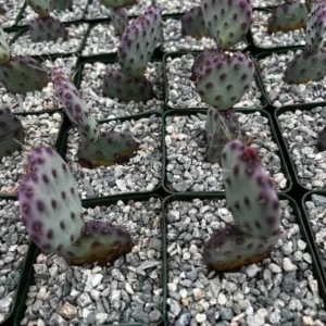 Opuntia Santa Rita Prickly Pear Cactus Live Plant 3