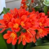 Orange Clivia Miniata Plant - Bush Lily Live Plant - 6" Pot, Vibrant Blooms