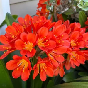 Orange Clivia Miniata Plant - Bush Lily Live Plant - 6
