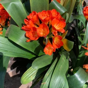 Orange Clivia Miniata Plant - Bush Lily Live Plant - 6" Pot, Vibrant Blooms