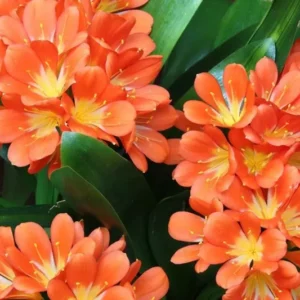 Orange Clivia Miniata Plant - Bush Lily Live Plant - 6
