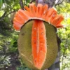 Orange Crush Jakfruit Tree - Grafted - 2-3 ft Tall - 3 Gal Pot - Tropical Fruit Tree