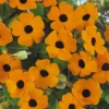 Orange Thunbergia Alata Vine Black Eyed Susan Plant 6-inch Pot