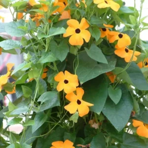 Orange Thunbergia Alata Vine Black Eyed Susan Plant 6-inch Pot