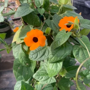 Orange Thunbergia Alata Vine Black Eyed Susan Plant 6-inch Pot