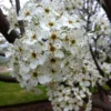 Ornamental Pear Tree - Pyrus Calleryana Redspire - 2-3 ft Grafted Tree - Flowering Shade Tree