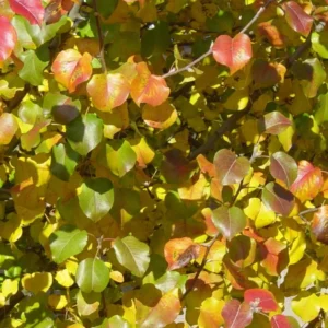 Ornamental Pear Tree - Pyrus Calleryana Redspire - 2-3 ft Grafted Tree - Flowering Shade Tree