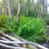 Ostrich Fern Rhizome - Matteuccia Struthiopteris - 5 Root Bundle
