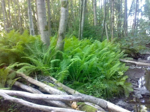 Ostrich Fern Rhizome - Matteuccia Struthiopteris - 5 Root Bundle