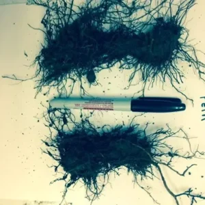 Ostrich Fern Rhizome - Matteuccia Struthiopteris - 5 Root Bundle