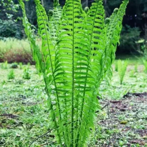 Ostrich Fern Rhizome - Matteuccia Struthiopteris - 5 Root Bundle