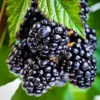 Ouachita Blackberry Plant - 1 Thornless Blackberry Plant - Easy Harvest