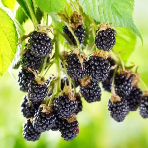 Ouachita Blackberry Plant - 1 Thornless Blackberry Plant - Easy Harvest