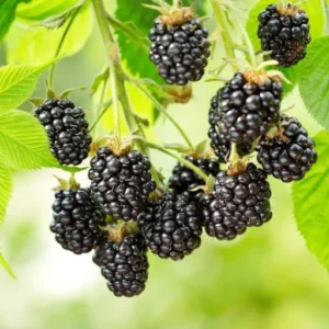 Ouachita Blackberry Plant 2-Pack - Thornless High Yield Berry Plants