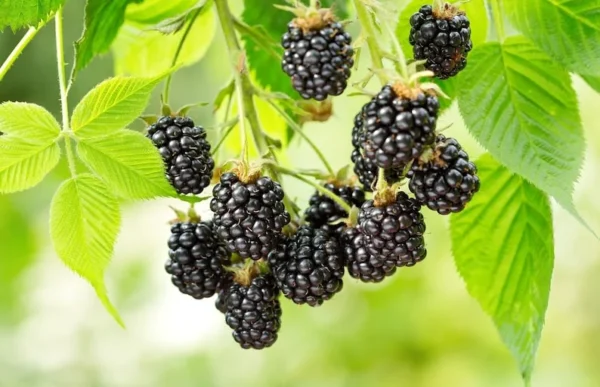 Ouachita Blackberry Plant 2-Pack - Thornless High Yield Berry Plants