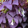 Oxalis Triangularis Purple Shamrock Plant - 6 Inch Pot - Unique Foliage