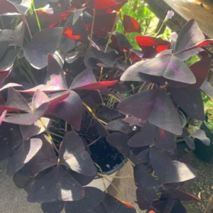 Oxalis Triangularis Purple Shamrock Plant - 6 Inch Pot - Unique Foliage