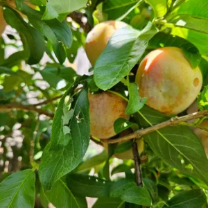 Plumcot Tree - Plum Apricot Hybrid Tree - 2-3 ft Tall
