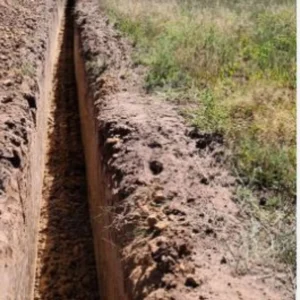 Grande F1 Asparagus Crowns 50 Pack - 2 Year Old - Green Vegetable Plants