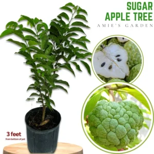 Sugar Apple Tree - 3 Gallon Potted Plant 2+ Feet - High Yield - Not Ship CA
