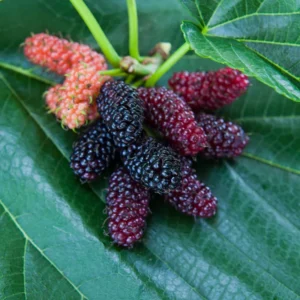 Everbear Mulberry Tree - 1 Gallon - 3 Feet Tall - Delicious Berries - Easy to Grow - Not Ship CA