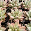 Pachyphytum Compactum Live Plant 2 Inch Pot - Little Jewel Succulent