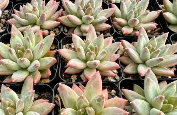 Pachyphytum Compactum Live Plant 2 Inch Pot - Little Jewel Succulent