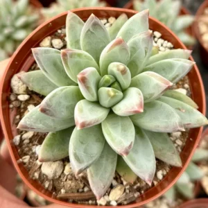 Pachyphytum Compactum Live Plant 2 Inch Pot - Little Jewel Succulent
