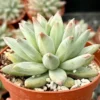 Pachyphytum Compactum Live Plant 2 Inch Pot - Little Jewel Succulent