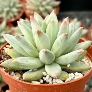 Pachyphytum Compactum Live Plant 2 Inch Pot - Little Jewel Succulent