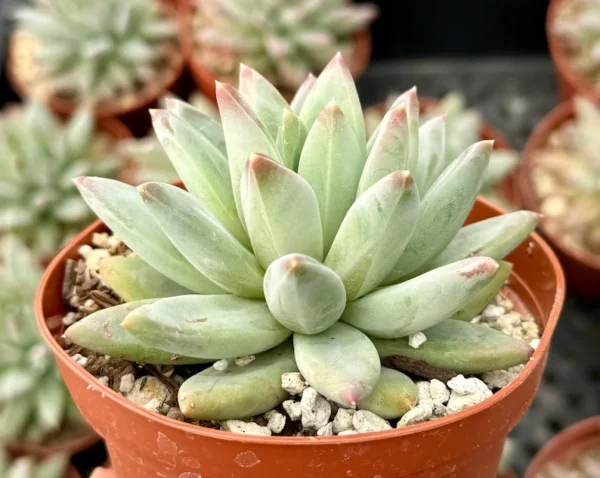 Pachyphytum Compactum Live Plant 2 Inch Pot - Little Jewel Succulent