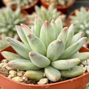 Pachyphytum Compactum Live Plant 2 Inch Pot - Little Jewel Succulent