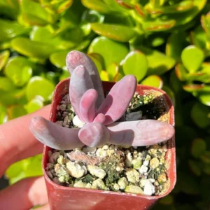 Pachysedum Ganzhou Rare Succulent Plant 2