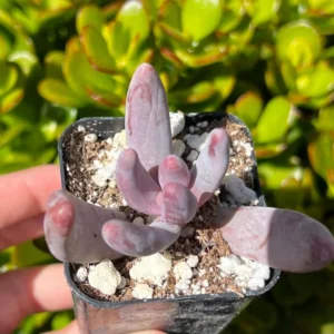 Pachysedum Ganzhou Rare Succulent Plant 2" Pot Pink Cute