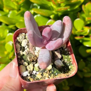 Pachysedum Ganzhou Rare Succulent Plant 2